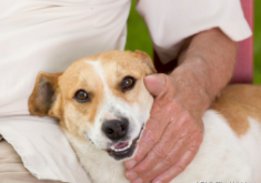 细小潜伏期会传染吗（细小试纸第二道杠很浅）