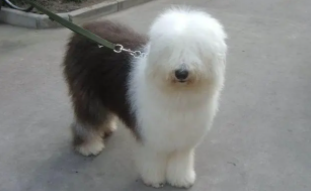 古牧犬适合养在家里吗（古牧犬能活多少年）