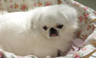 京巴会保护主人吗（京巴狗有几种）