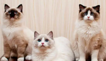 外国猫品种（布偶在国外是土猫吗）