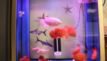 观赏鱼虾蟹混养最佳搭配（招财鱼十大混养）