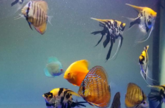 神仙鱼能和虾一起养吗（神仙鱼混养小龙虾）