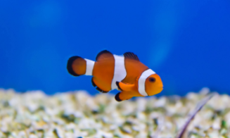 小丑鱼的外形特点（小丑鱼生长过程）