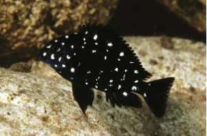 珍珠蝴蝶鱼（珍珠蝴蝶鱼的喂食方法）