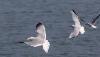 海鸥的笑声（海鸥的动物类型）