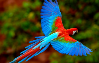 金刚鹦鹉的特征（金刚鹦鹉介绍）