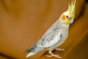 玄凤鹦鹉可以单养吗（玄凤怎么训练飞上手）