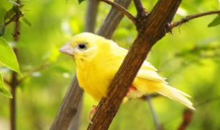 冠军玉鸟叫声好听么（哪种玉鸟叫声好）