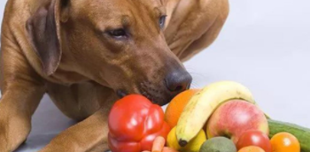 对狗身体好的水果（狗能吃什么水果）