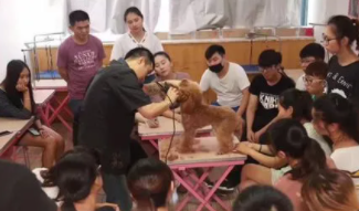 宠物美容学费一般多少一般学多久（自学宠物医学看什么书）