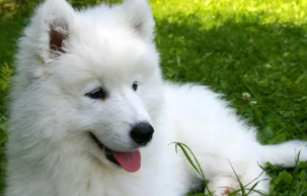 萨摩耶幼犬专用狗粮（幼犬一次喂多少狗粮）