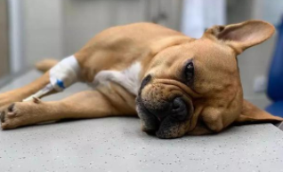 动物催眠的注意事项有哪些（动物麻醉注意事项）