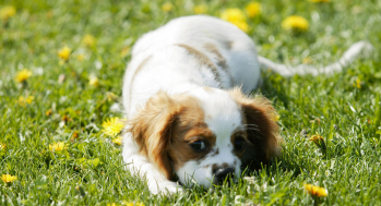 金毛不听话打哪个部位（金毛不听话可以打吗）