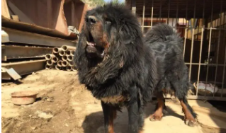 河曲藏獒产于哪儿?（藏獒的特点 外貌特征和性格）