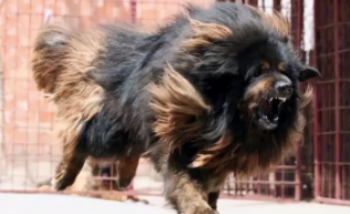 藏獒活吃主人事件（藏獒和藏狗是一种狗吗）