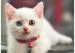 小猫的本领怎么写（小猫的本领怎么写作文）