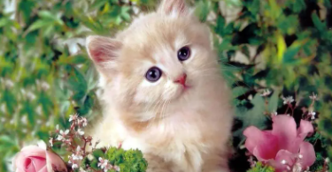 猫的外形特点简单介绍（猫的外形特点简单介绍说明文）