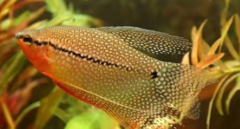  珍珠鱼喜欢什么水质（新手养珍珠鱼好养吗）