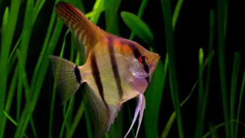 神仙鱼是淡水鱼吗（神仙鱼咬其他鱼怎么回事）