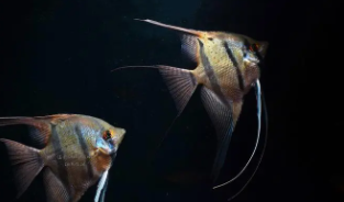 秘鲁神仙鱼能长多大（秘鲁神仙鱼的喂食方式）