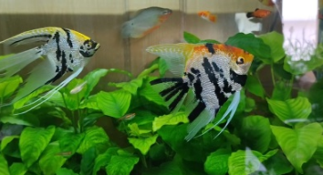 三色神仙鱼能长多大（神仙鱼成年多少厘米）