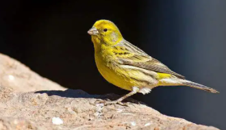 芙蓉鸟和金丝雀区别（芙蓉鸟和玉鸟有什么区别）