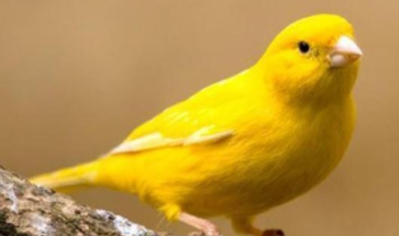 芙蓉鸟的品种有哪些（养殖芙蓉鸟的方法）