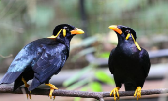 鹩哥听到什么声音最兴奋（鹩哥叫声大全试听）