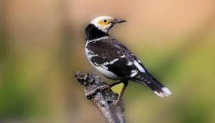 花八哥多久能学会说话（训练八哥说话的技巧）