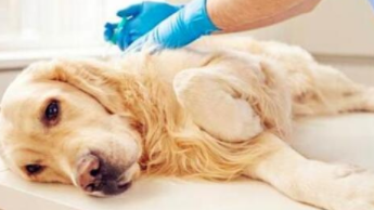 怎么判断狗得了犬瘟（小狗得犬瘟初期症状）