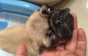 狗狗犬瘟热的症状是什么（小狗狗温症状）