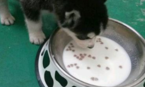 羊奶粉泡狗粮的正确方法（怎么用羊奶粉泡狗粮）