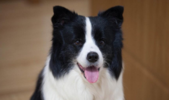 边牧的训练该怎么样才能让她服从（怎样让别人服从自己）