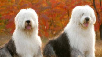 古牧犬吃什么食物（古牧喜欢吃什么）