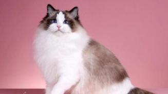 中国禁养的26种猫（布偶猫禁养吗）