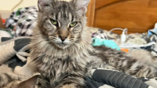 巨型猫品种大全（中国体型最大的猫）