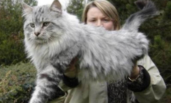 世界十大巨型猫（世界体型最大的猫）