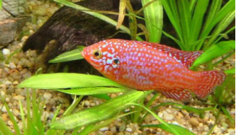 红宝石鱼一个缸养几条合适（红宝石鱼下卵要捞出来吗）