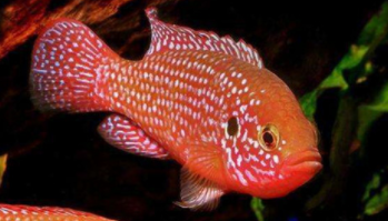 红宝石鱼和草金鱼一起养（红宝石鱼最低水温）