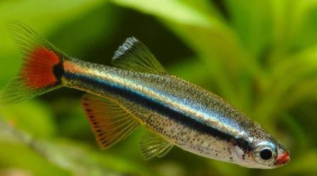 白云金丝鱼能长到多大（白云金丝鱼水温多少度合适）