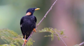 花鹩哥和花八哥的区别（八哥学说话的最佳时间）
