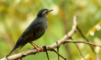 鸫鸟类哪种叫的最好（白眉鸫公鸟叫）