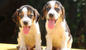 比格小狗两个月怎么养（比格分大小品种吗）