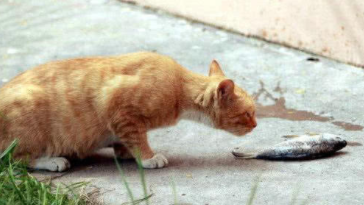 猫吃鱼怎么样（被猫咬过的鱼还能吃吗）