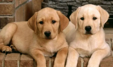 拉布拉多小狗多少钱呢（拉布拉多需要多少钱）