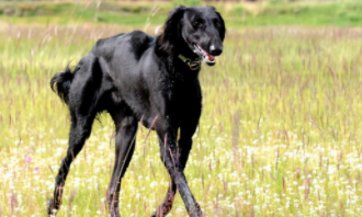 蒙古狗的名字（蒙古细犬的特点）