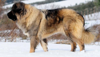 高加索多大（高加索多少钱一只幼崽）