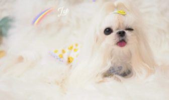 马尔济斯犬市场价（马尔济斯体型标准）