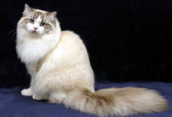 褴褛猫和布偶猫哪个更好（布偶猫品种）