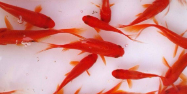 冷水观赏鱼品种（冷水鱼排行榜）